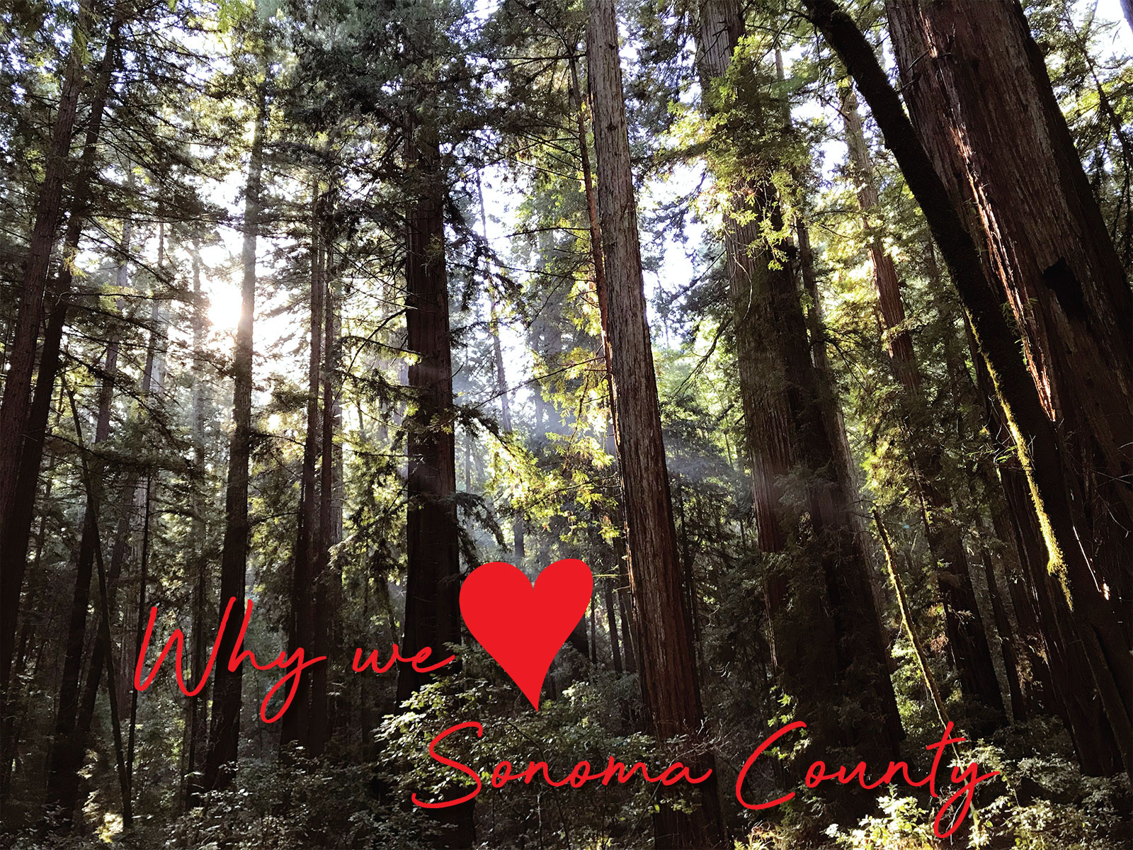 What we love about Sonoma County