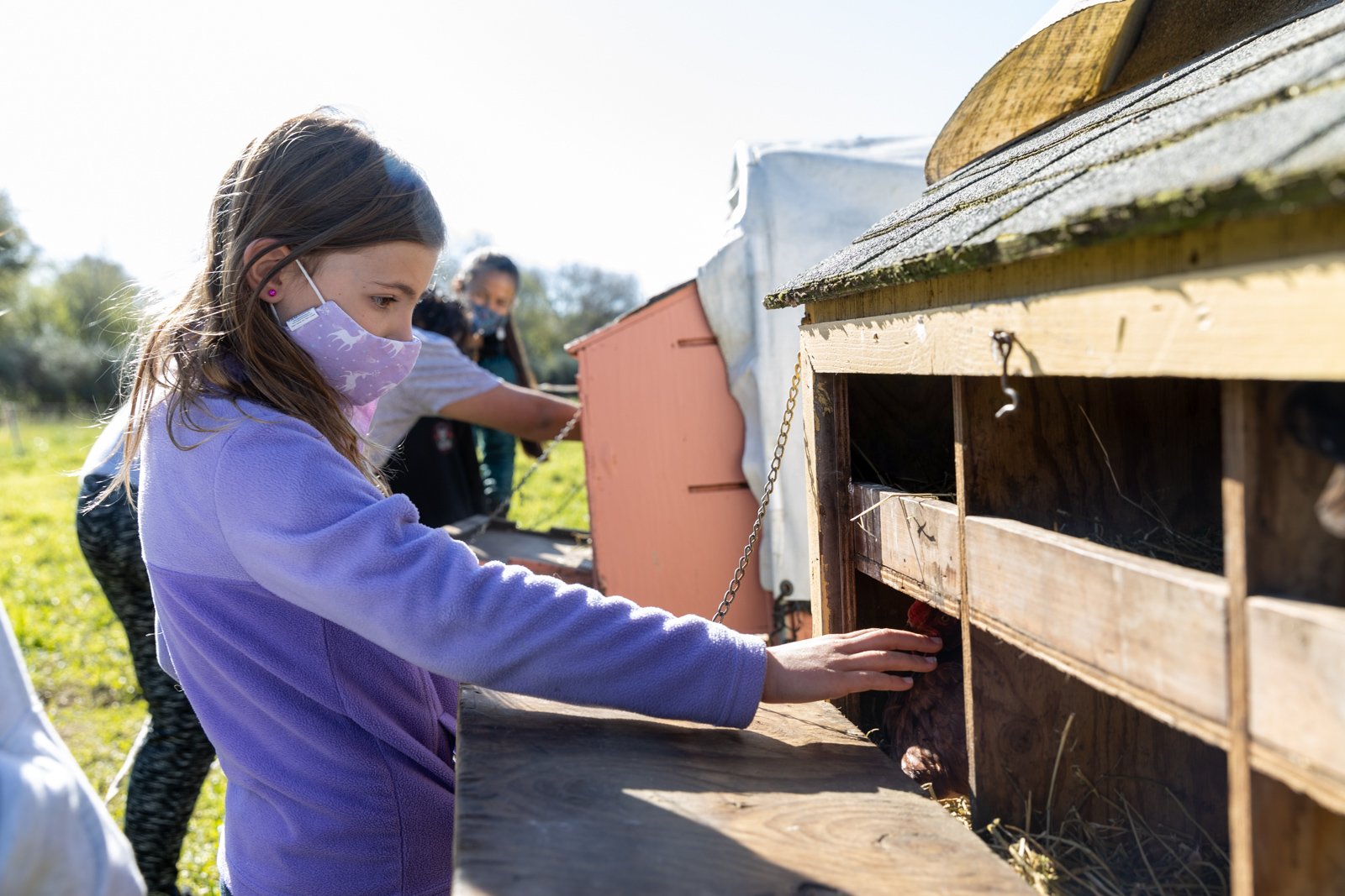 A young girl in a purple sweater reaching into a chicken coop to pet a chicken.