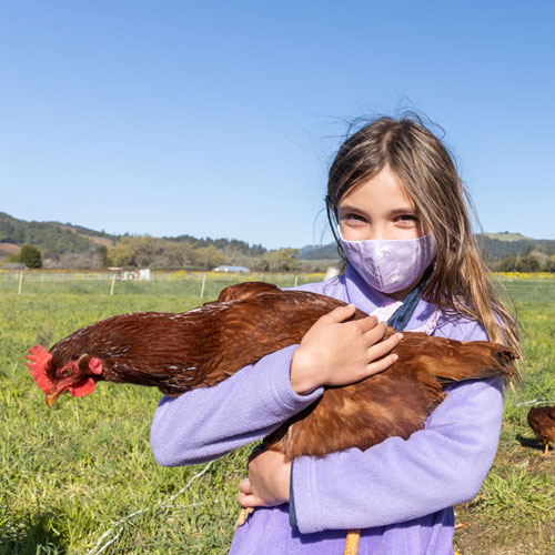A young girl on a farm wearing a purple sweater and purple mask holding a chicken in her arms.