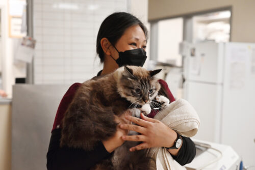 Staff member Maureen Koo with a client’s cat at the Community Veterinary Clinic at Humane Society of Sonoma County in Santa Rosa, Calif., Nov. 3, 2022. Photo by: Erik Castro