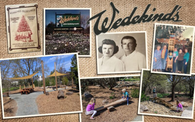 A collage of photos featuring historical photos of the Wedekind family, the sign for Wedekind Garden Center, and children playing in the newly opened Children's Play Area at Sonoma Garden Park